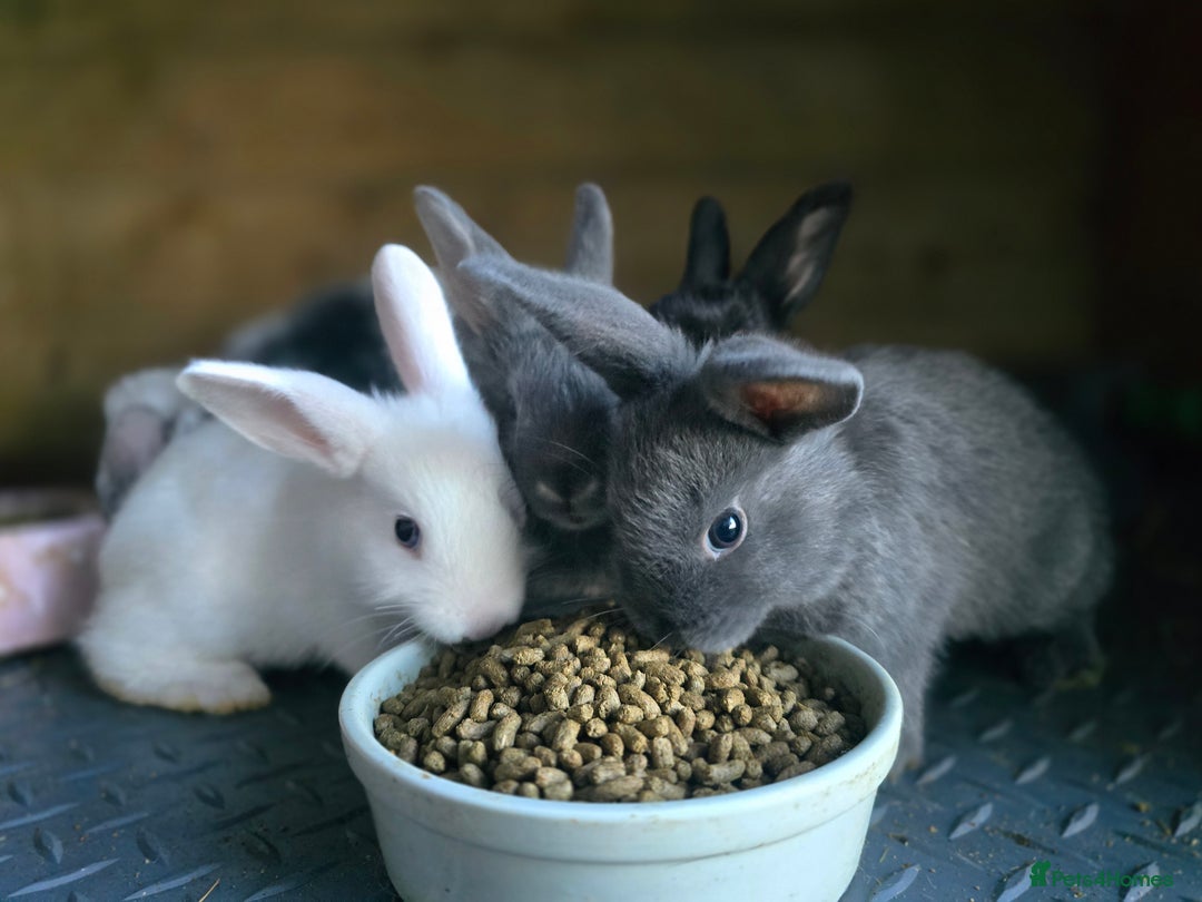 Mini Lop rabbits for sale: Mini Rex x Mini Lop - Image 11