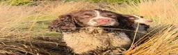 English Springer Spaniel dogs for sale: ⭐️ KC Home Reared Tested Springer Pups ⭐️ - Advert 14