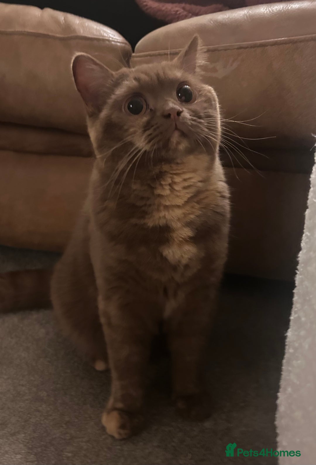 British Shorthair cats for sale: Cinnamon Tortie BSH  - Advert 2