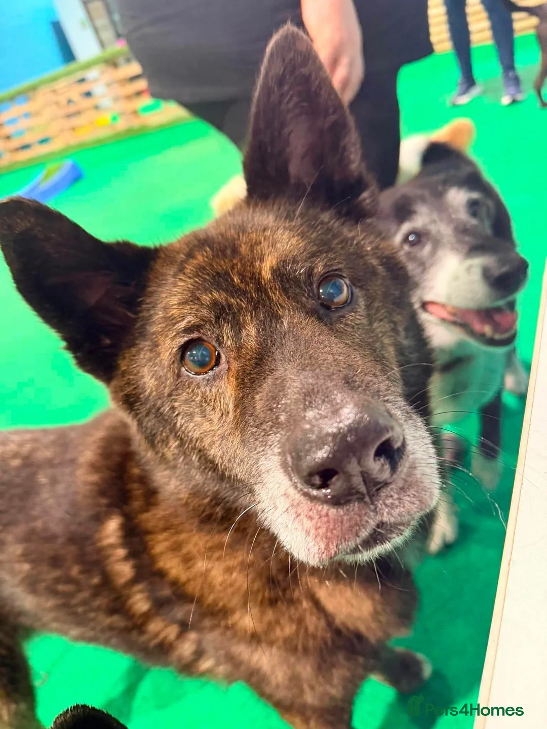 Mixed Breed dogs for adoption: Meet Leroy 💙 in Glasgow - Advert 1