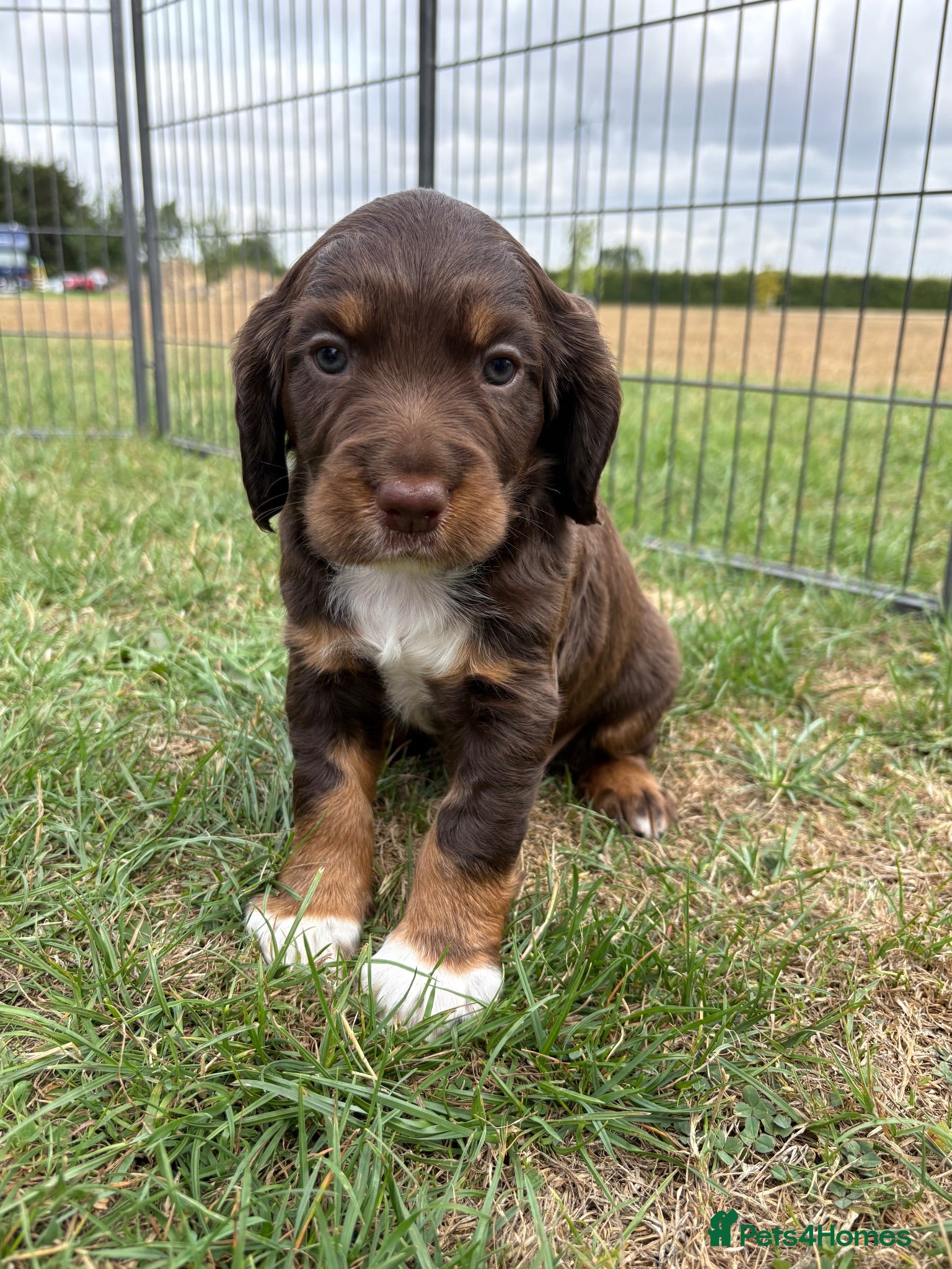 Sprocker dogs Fully Health Tested F1 Sprocker Spaniels - Advert 2