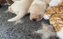 Labrador Retriever dogs for sale: Fabulous KC registered labradors - Image 26