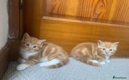 Mixed Breed cats for sale: 5 cute kittens for sale  - Image 20