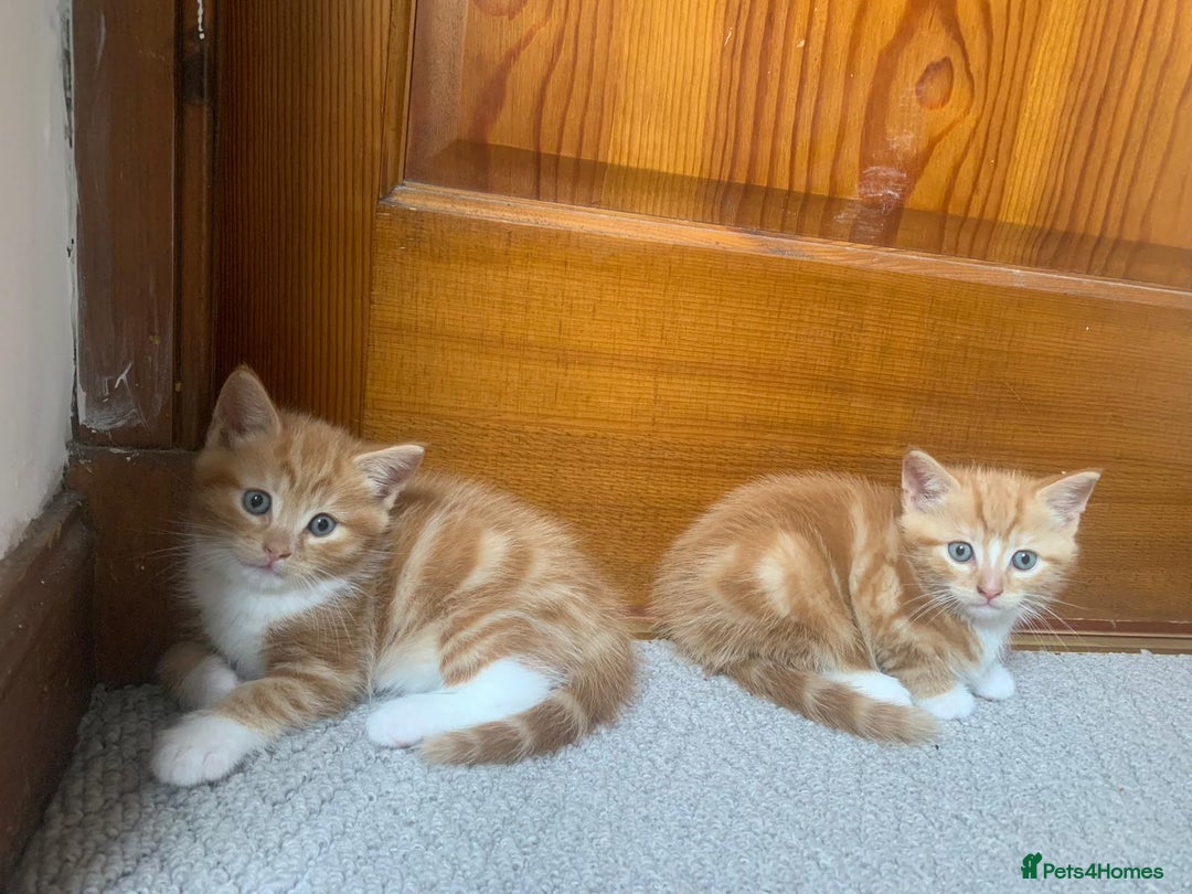 Mixed Breed cats for sale: 5 cute kittens for sale  - Image 20