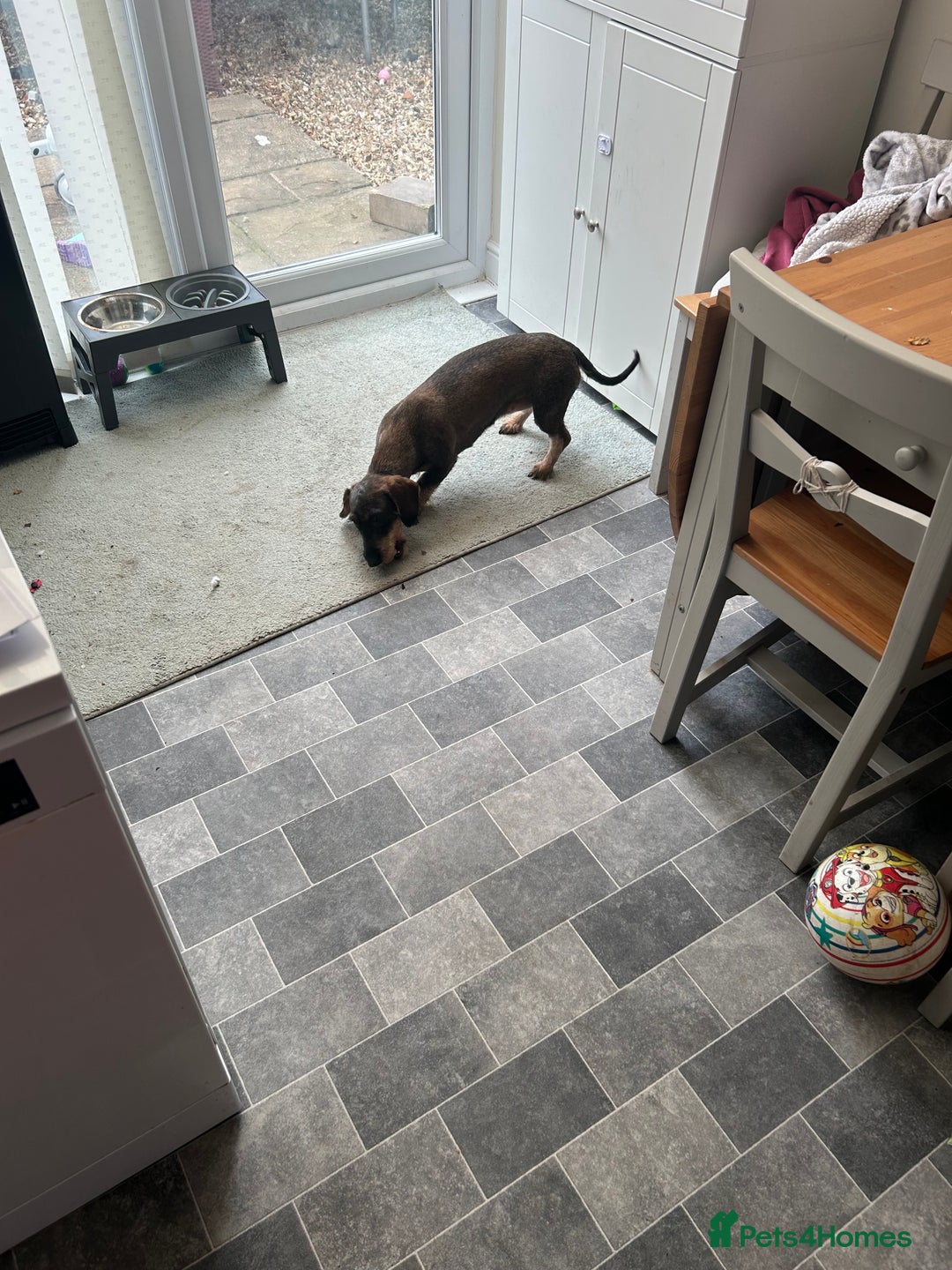 Dachshund dogs for sale: Teckel Dachshund for rehoming - Advert 13