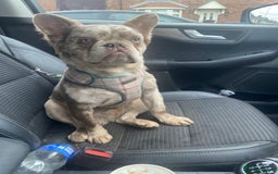 French Bulldog dogs for sale: Stunning fluffy Frenchie boys - Image 10