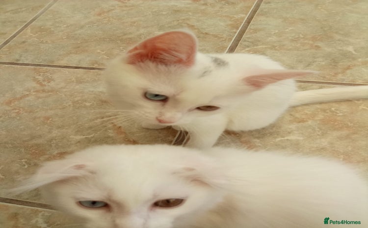 Scottish Fold cats - Advert 15