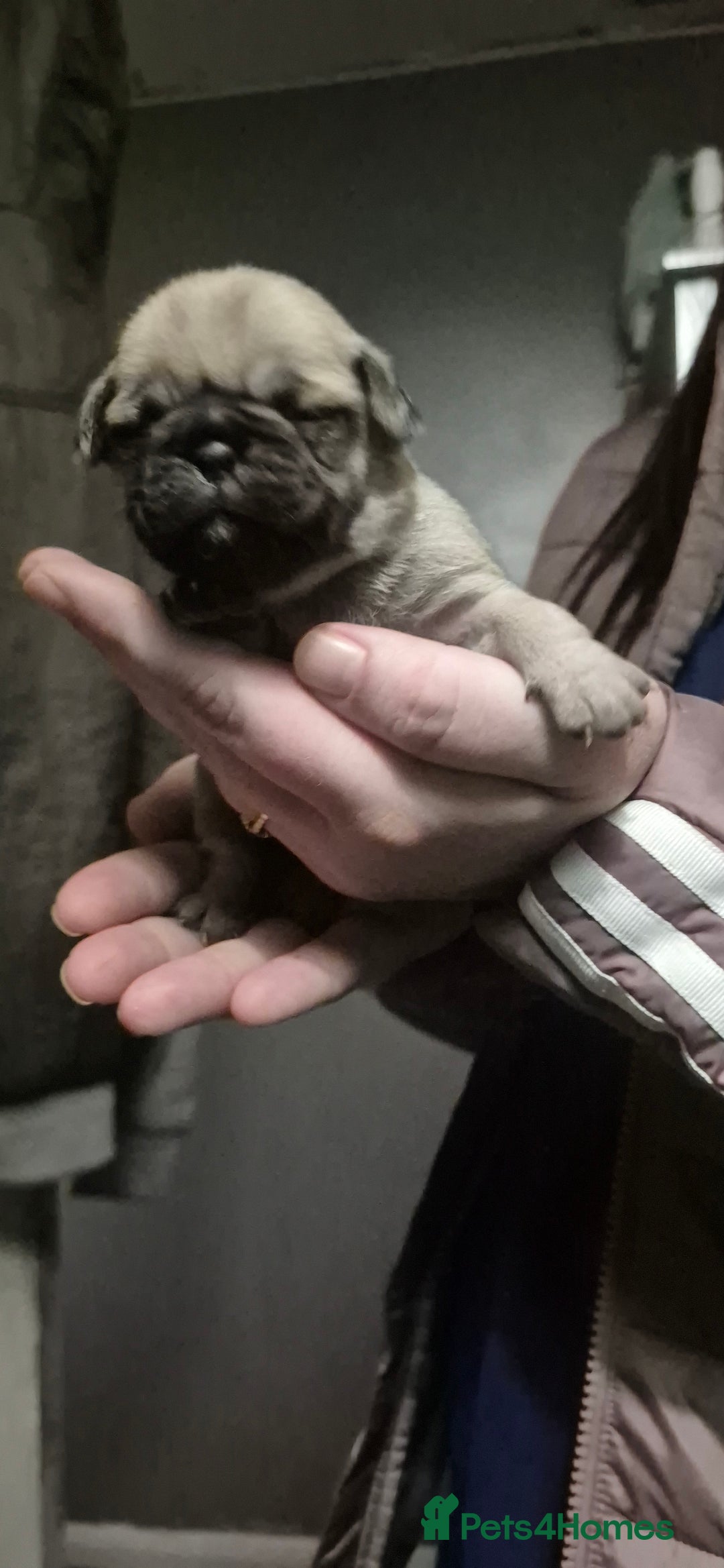 Pug dogs for sale: 4 beautiful pugs  - Image 9