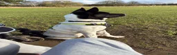 Mixed Breed dogs for sale: Meet winter  in Northampton - Advert 2