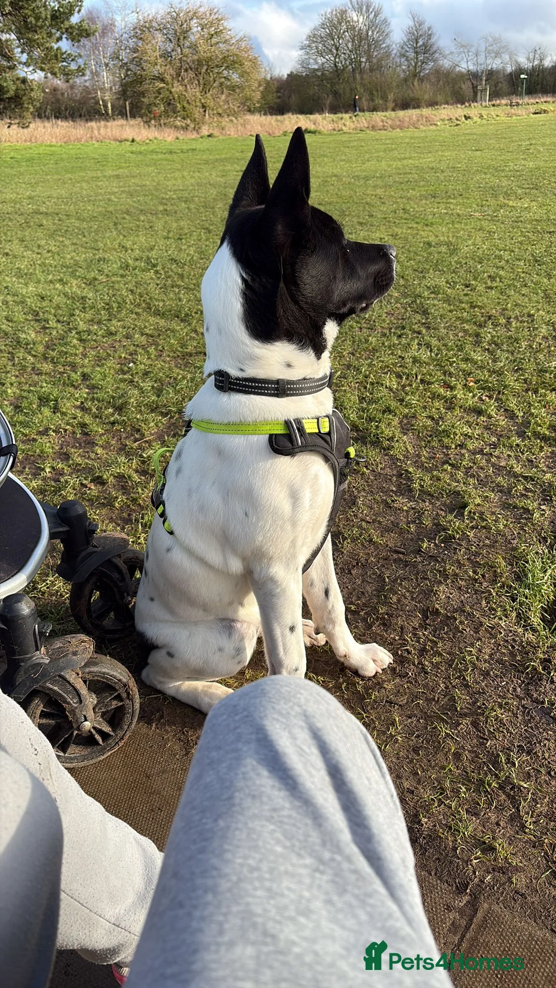 Mixed Breed dogs for sale: Meet winter  in Northampton - Advert 2