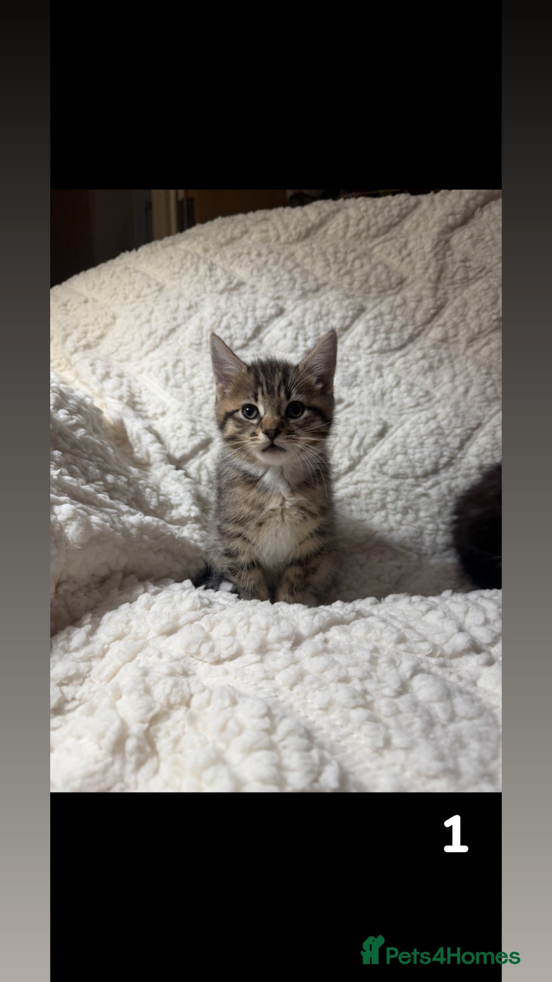 Mixed Breed cats for sale: Ragcoon X blue kittens  - Advert 1
