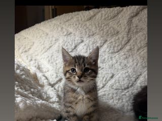 Mixed Breed cats Ragcoon X blue kittens ALL kittens are pending col - Advert 11