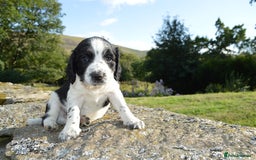 English Springer Spaniel dogs for sale: KC Eng Springer Spaniels [3x Boys Left] - Image 2