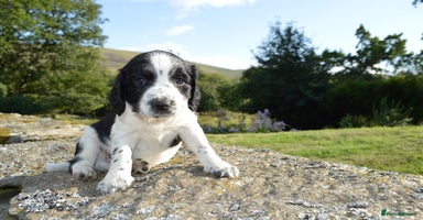 English Springer Spaniel dogs - Advert 8