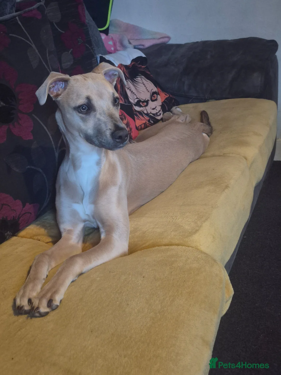 Lurcher dogs for sale: Lurcher bitch pup 7 months old  in Colne - Advert 3