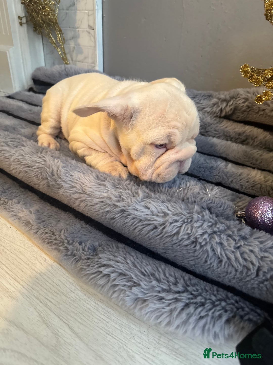 French Bulldog dogs for sale: Quality French bulldog puppies - Advert 7