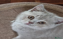 British Shorthair cats for sale: British Shorthairs.  - Image 5