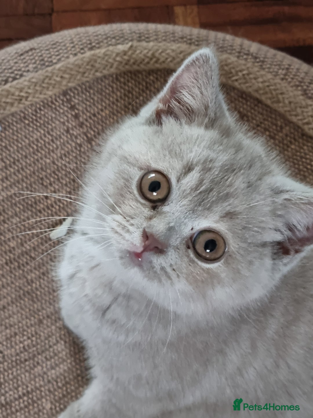 British Shorthair cats for sale: British Shorthairs.  - Image 5