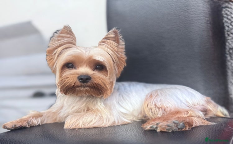 Yorkshire Terrier dogs - Advert 2