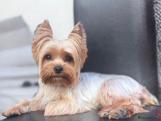 Yorkshire Terrier dogs - Advert 3