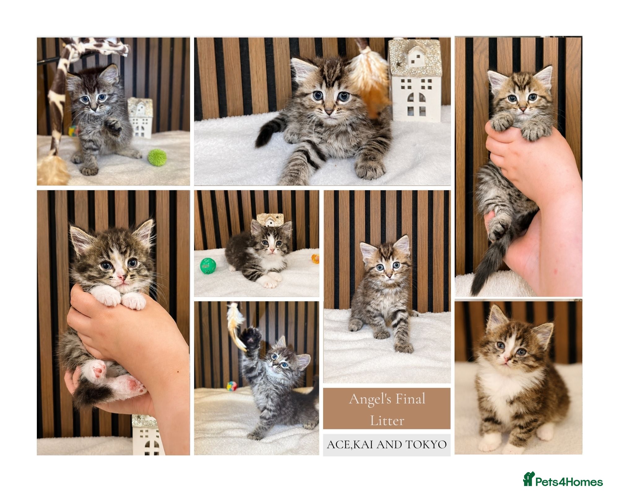 Ragdoll cats "Stunning Ragdoll Kittens | Tabby | Ready Now - Advert 1