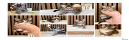 Ragdoll cats for sale: Last 1 Remaining | Stunning Mixed Ragdoll Kittens  - Advert 15