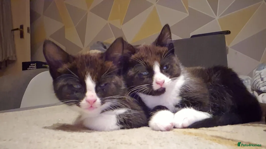 Mixed Breed cats for sale: Kittens for sale! - Advert 11