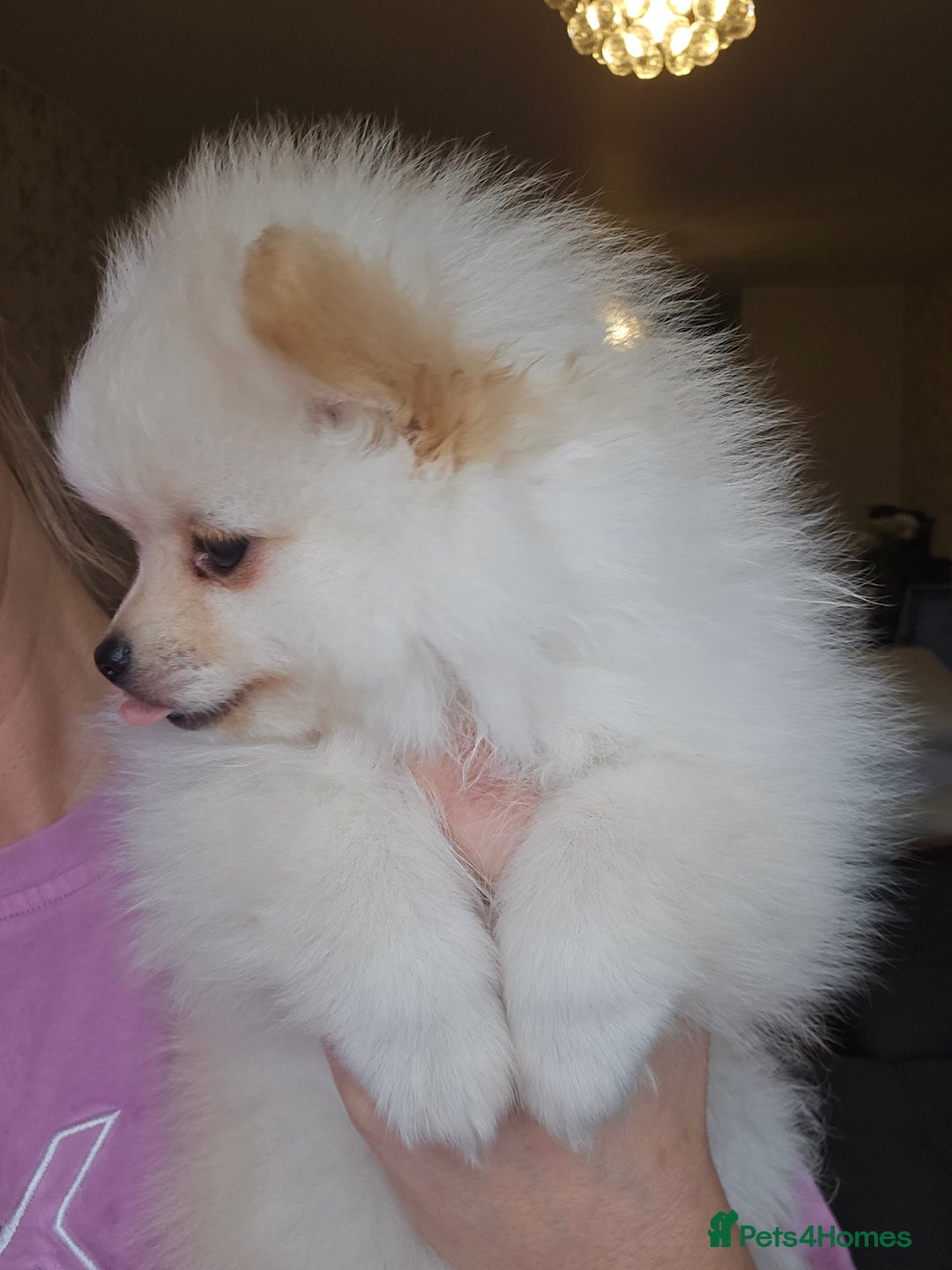 Pomeranian dogs for sale: 🩷 1 girl available white/cream 🩷 - Advert 4