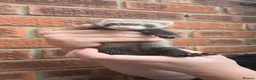 Ferret rodents for sale: 5 ferret kits for sale - Advert 5