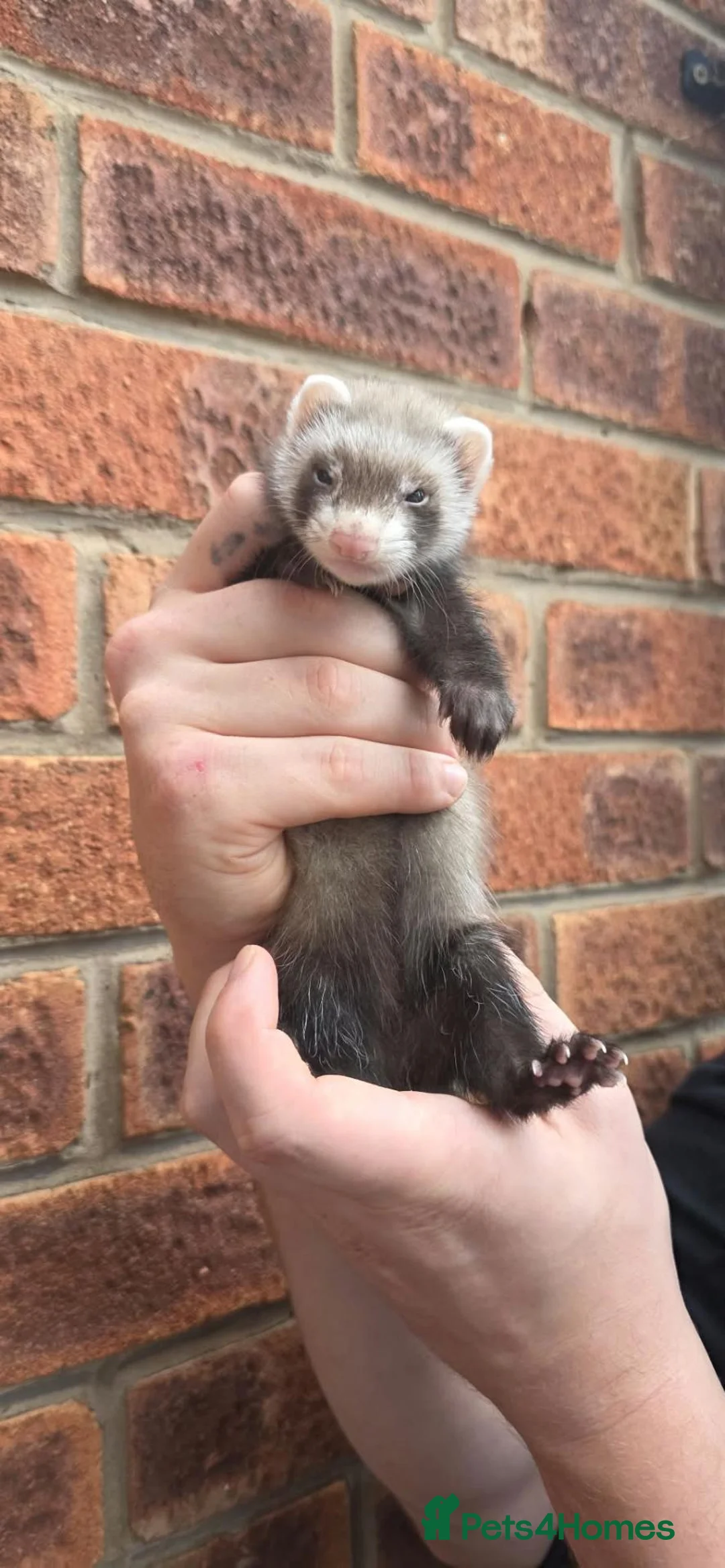 Ferret rodents for sale: 5 ferret kits for sale - Advert 5
