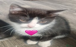 Mixed Breed cats for sale: Kittens for good homes - Image 5