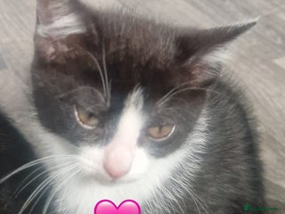 Mixed Breed cats - Advert 28