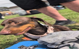 Miniature Dachshund dogs for sale: Female dachshund 2 years old  - Image 1