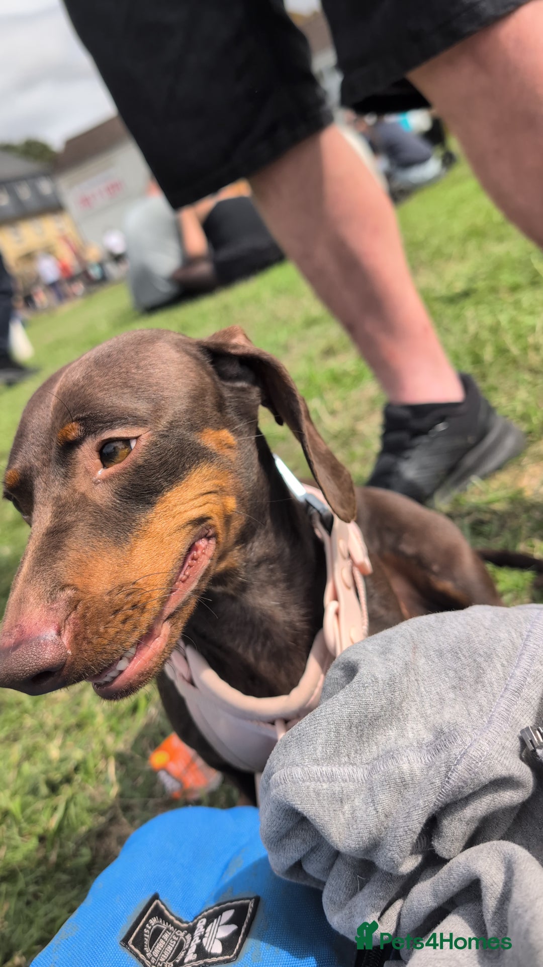 Miniature Dachshund dogs for sale: Female dachshund 2 years old  - Image 1