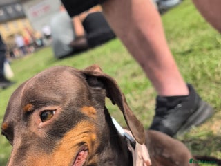 Miniature Dachshund dogs - Advert 32