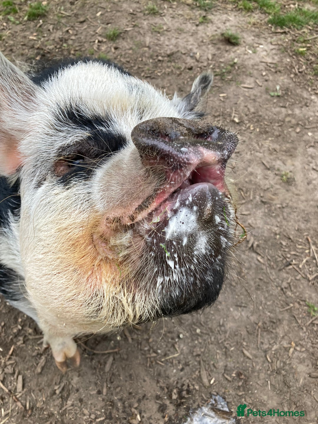 Pig livestock for sale: Re home Kune Kune and pot belly cross - Advert 5