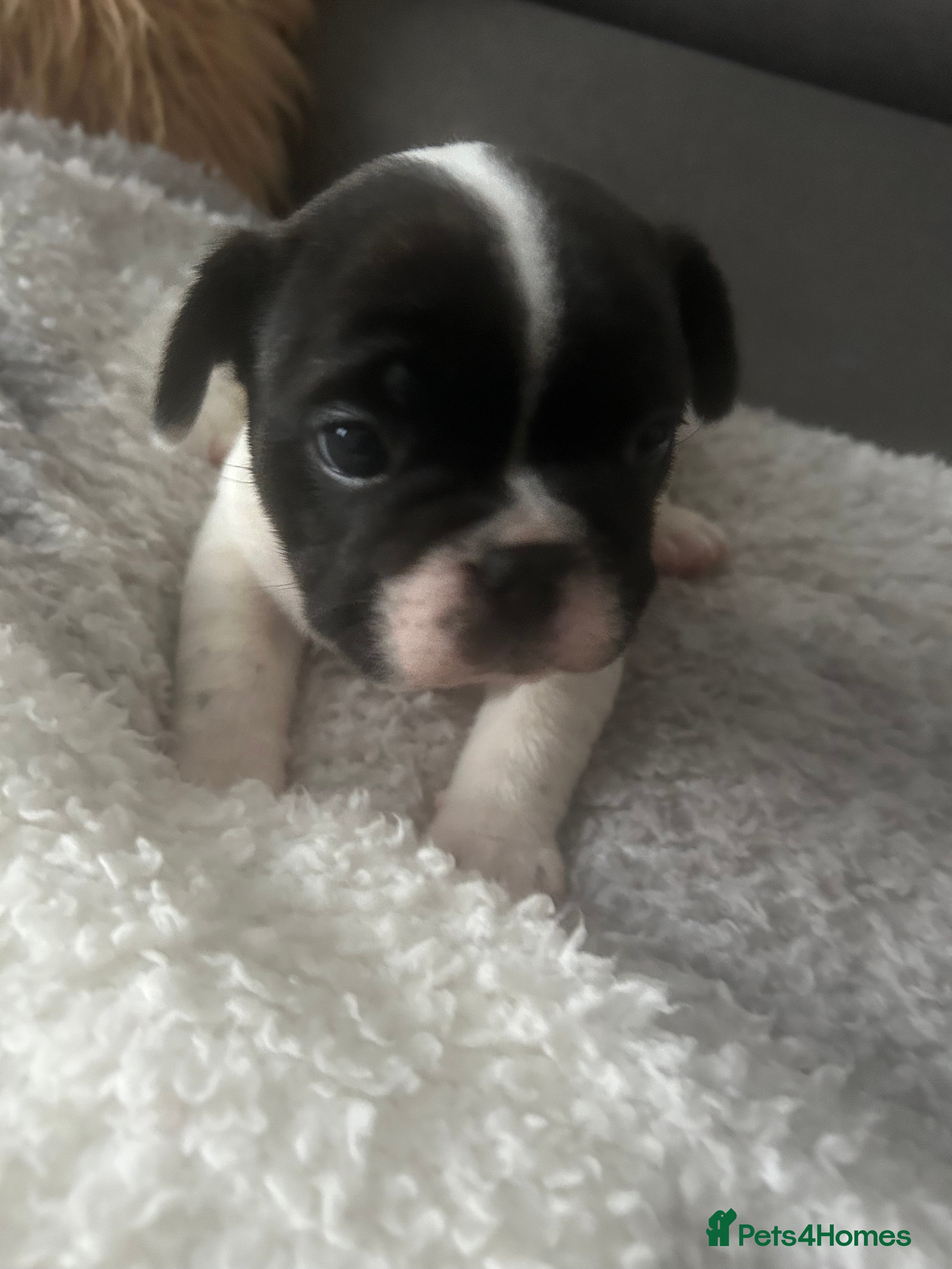 French Bulldog dogs French bulldog Pie Boy - Advert 2