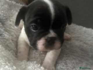 French Bulldog dogs French bulldog Pie Boy - Advert 2