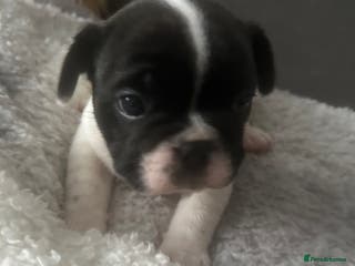 French Bulldog dogs French bulldog Pie Boy - Advert 19