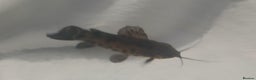 Catfish fish for sale: Hoplo Catfish needing new home - Advert 8