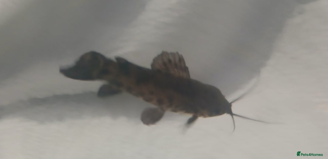 Catfish fish for sale: Hoplo Catfish needing new home - Advert 8