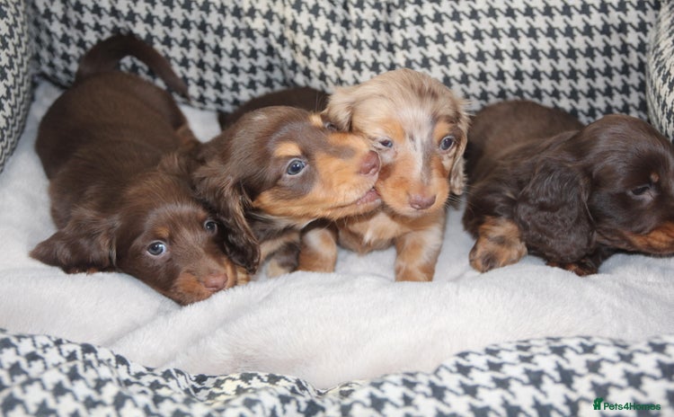 Miniature Dachshund dogs - Advert 13
