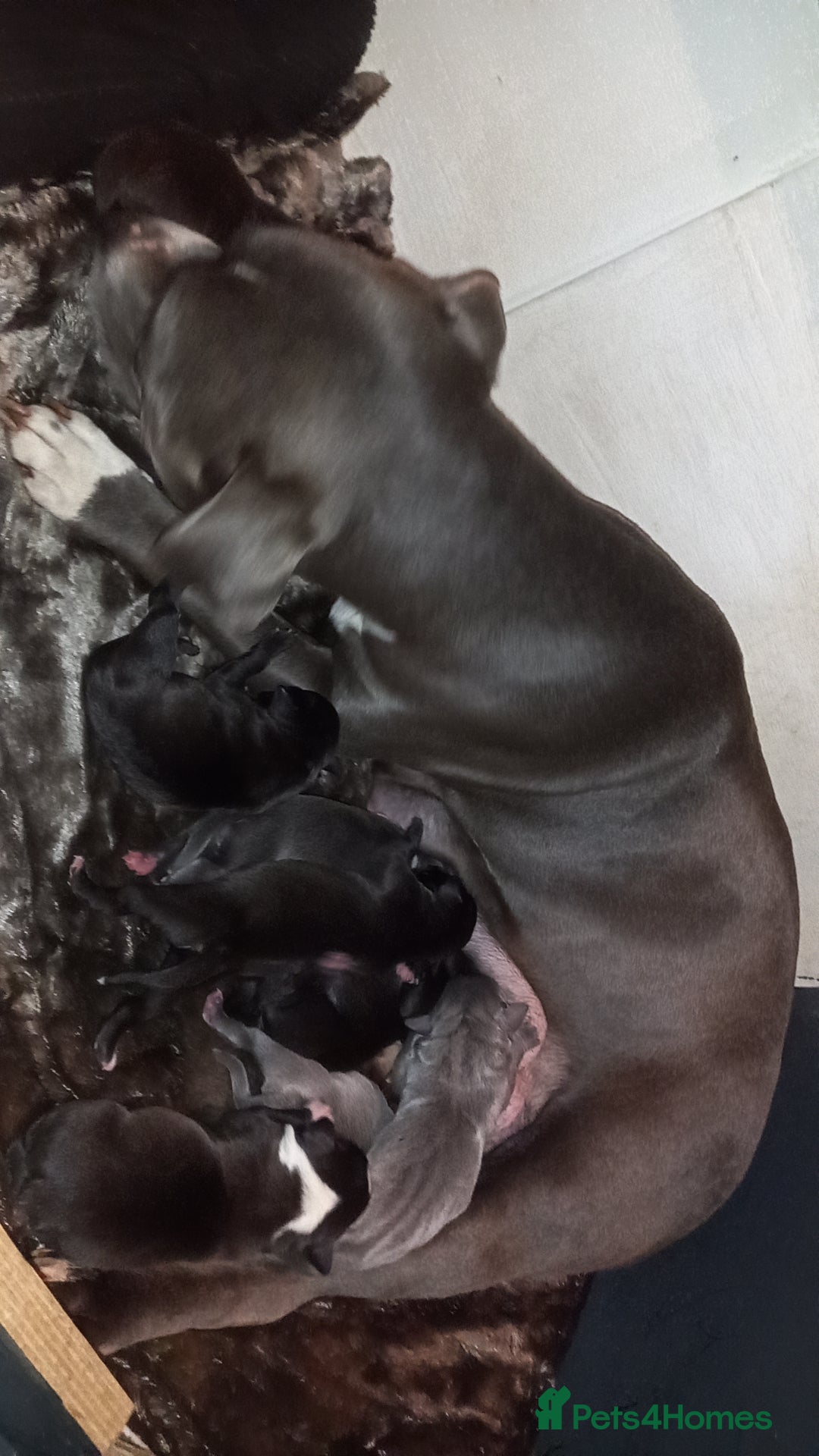 Staffordshire Bull Terrier dogs for sale: 🌟 Top Quality blue / black staff's 🌟  - Advert 3