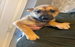 Mixed Breed dogs for sale: Siberian husky cross belgian malinois - Image 26