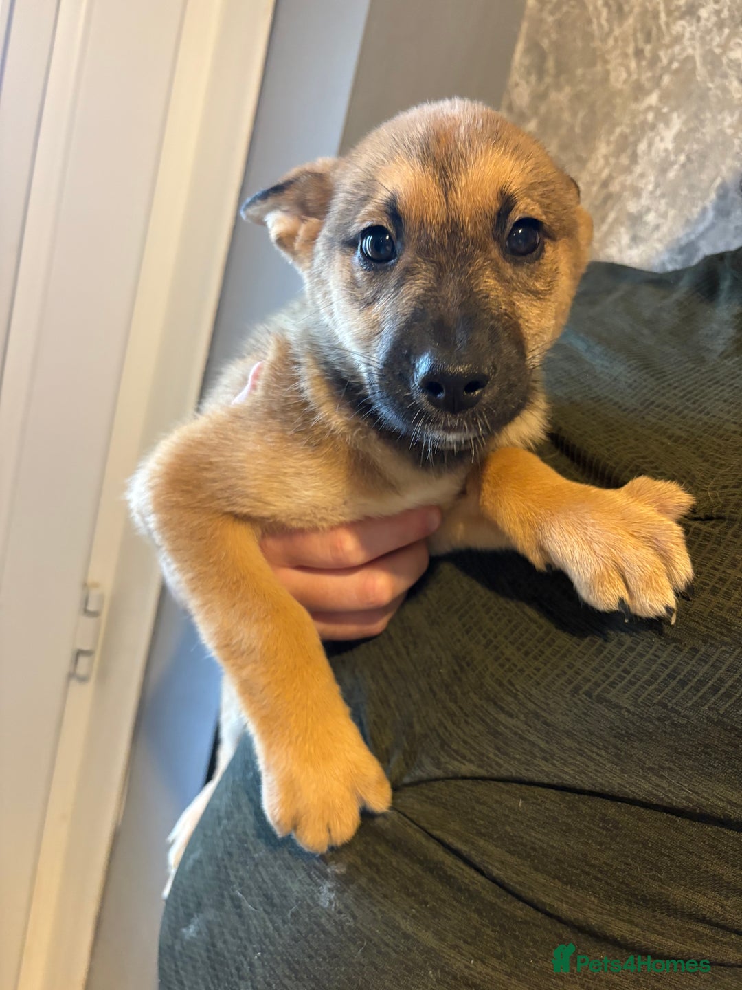 Mixed Breed dogs for sale: Siberian husky cross belgian malinois - Image 26