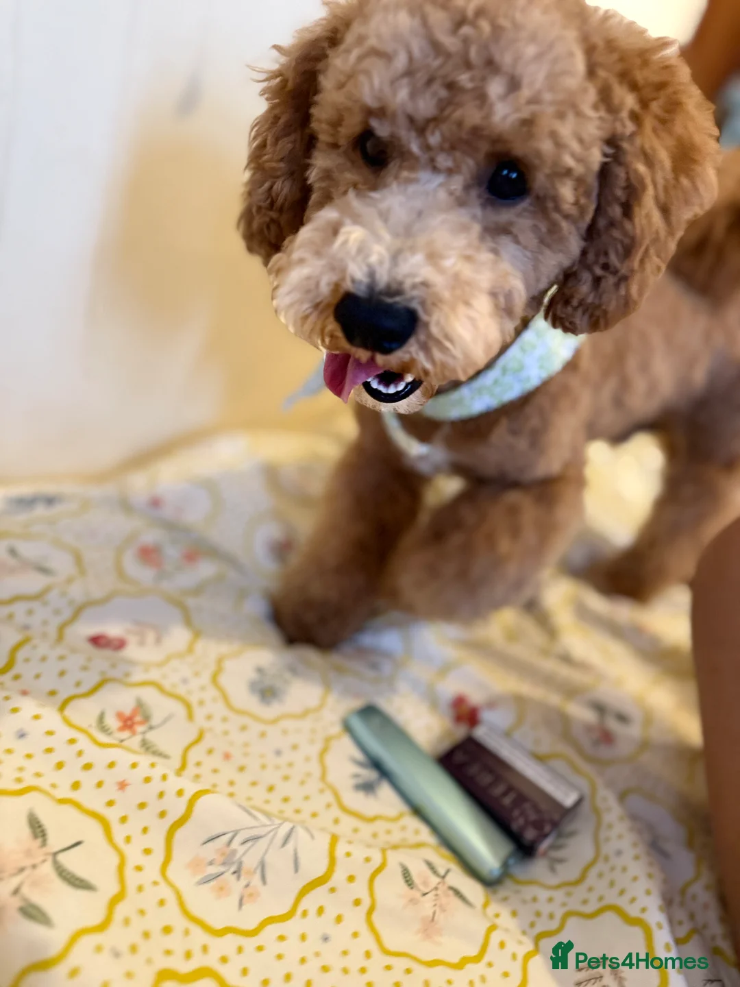 Poodle dogs for stud: Stud Poodle available for Breeding  in Greenford - Advert 1