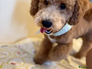 Poodle dogs Stud Poodle available for Breeding in Greenford - Advert 16