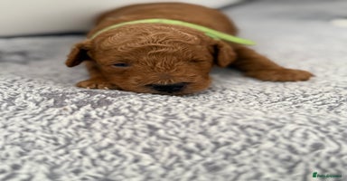 Toy Poodle dogs - Advert 10