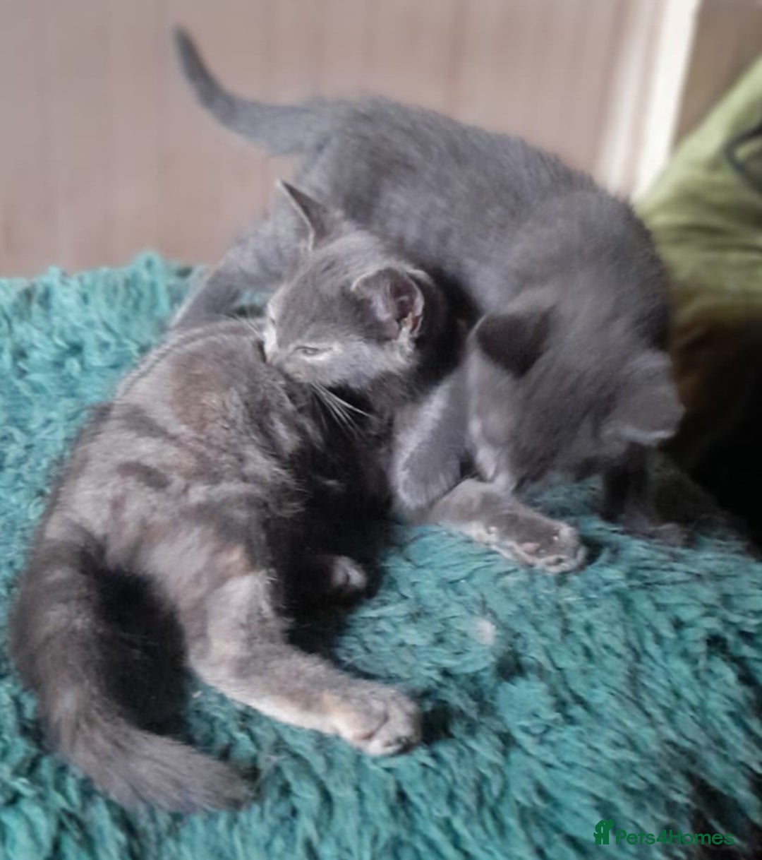 Mixed Breed cats for sale: UNIQUE SILVER/BLUE BENGAL X RUSSIAN BLUE KITTENS  - Image 19