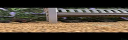 German Shepherd dogs for sale:  Beautiful Family-Raised German Shepherd Puppies  - Advert 1